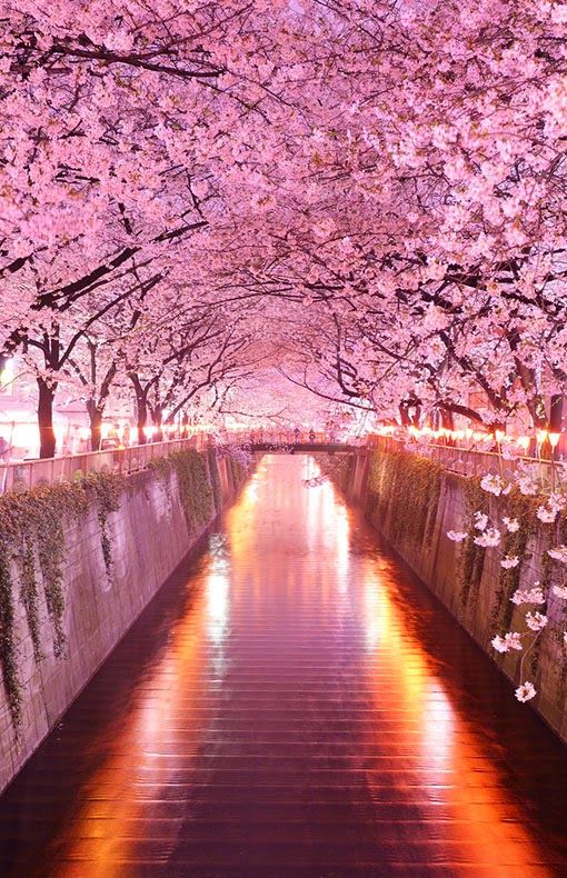 flowers-japan