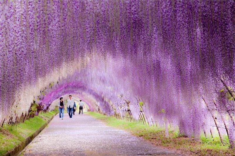wisteria-tunnel-japan-4-2