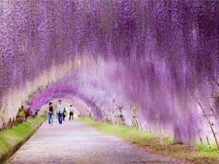 wisteria-tunnel-japan-4