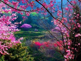 primavera