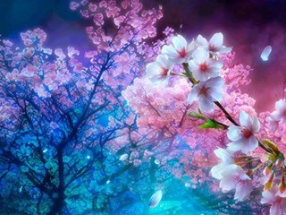 I-fiori-bella