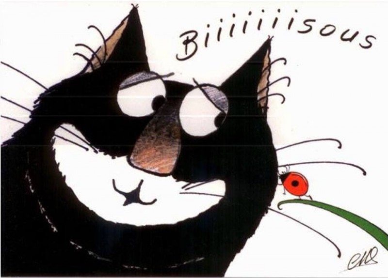 bisous-chat-et-coccinelle