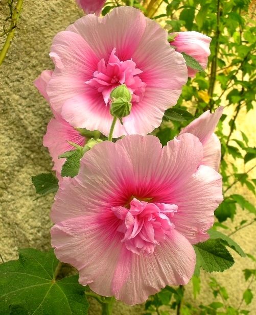 rose-tremiere-rose-rose