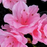 azalee-japonaise-rose