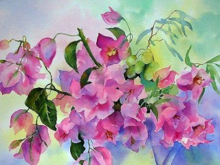 bougainvillea, Ann Mortimer