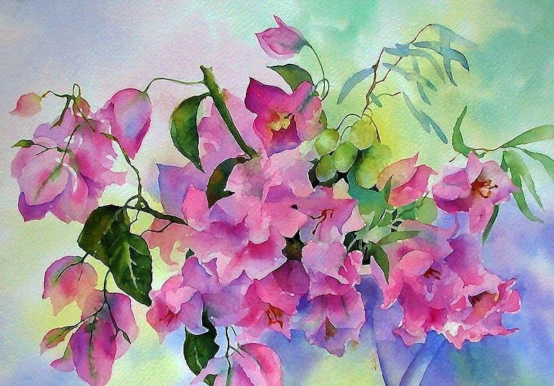 bougainvillea-ann-mortimer