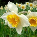 daffodils-et-narcisses