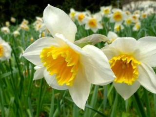 daffodils et narcisses