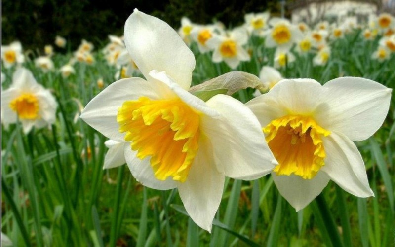 daffodils-et-narcisses
