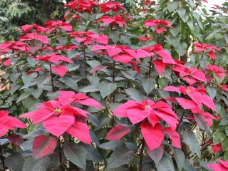 feuilles rouges Cising