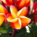 fleurs-de-tahiti-2