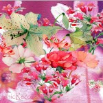 magnifique-fond-de-fleurs-roses-by-claudia-knote