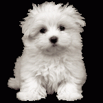 bichon