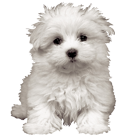 bichon