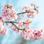 closeup_sakura_branches_517069_1280x851