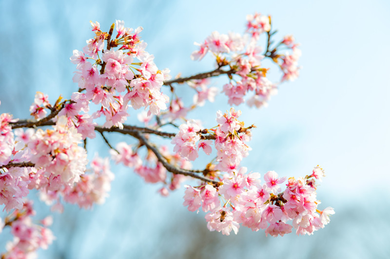 closeup_sakura_branches_517069_1280x851