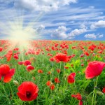 fields_poppies_sky_507408