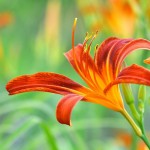 lilies_closeup_orange_500577