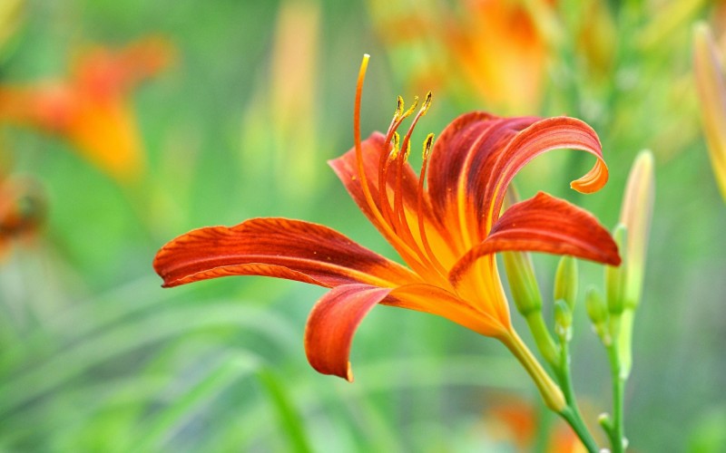 lilies_closeup_orange_500577