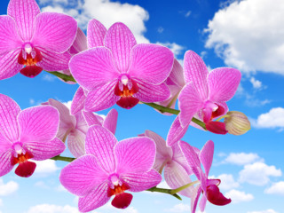 Orchid_Closeup_Sky_Pink_color_512704_1095x1024