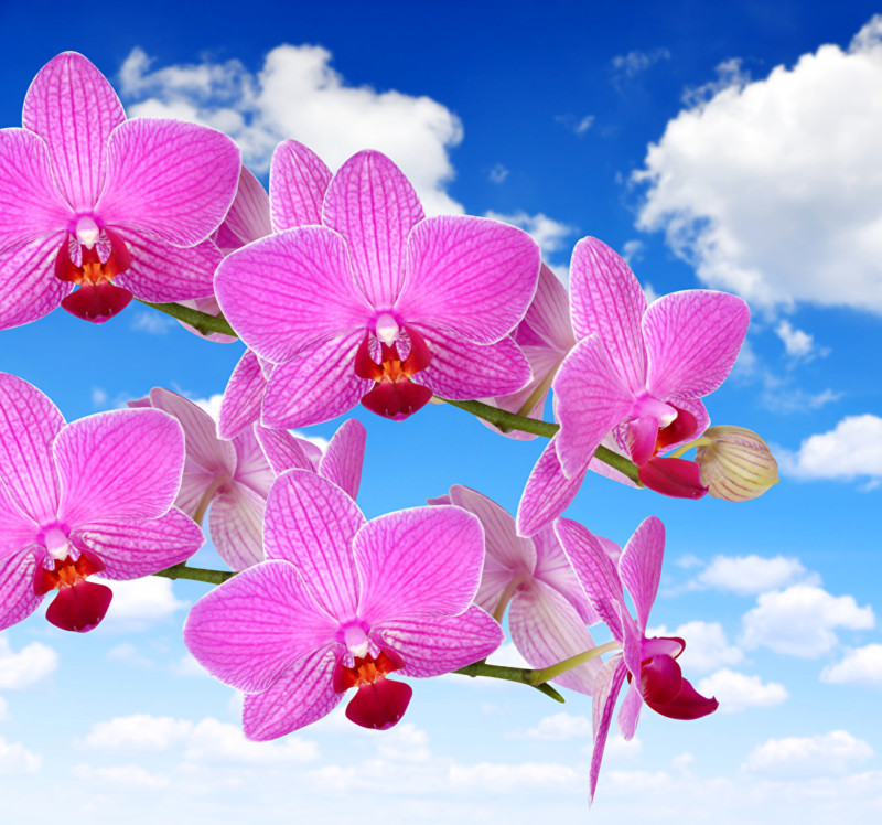 orchid_closeup_sky_pink_color_512704_1095x1024