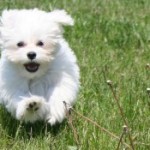 bichon10