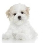 bichon11