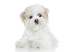 bichon11