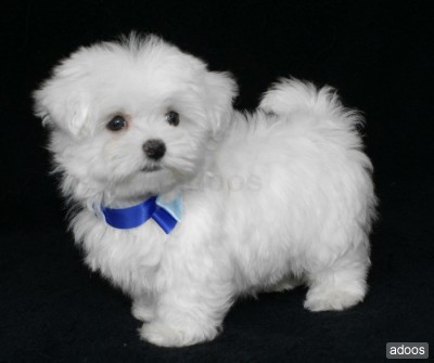 bichon112