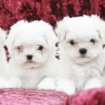 bichon4