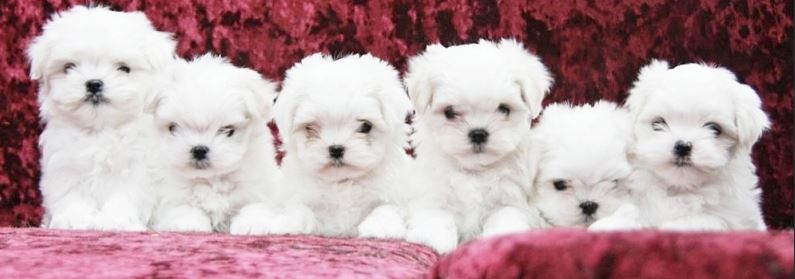 bichon4