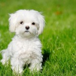 bichon5