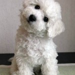 bichon7