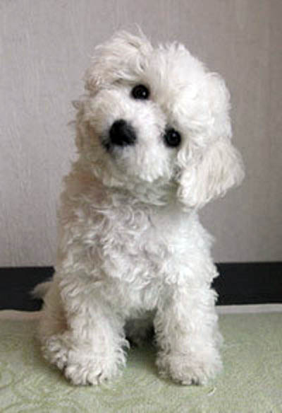 bichon7