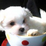 bichon8