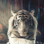 e2e91aa72e6e891b3b2f99ba3ed81a49-white-tigers-white-tiger-art