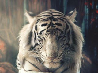 e2e91aa72e6e891b3b2f99ba3ed81a49--white-tigers-white-tiger-art