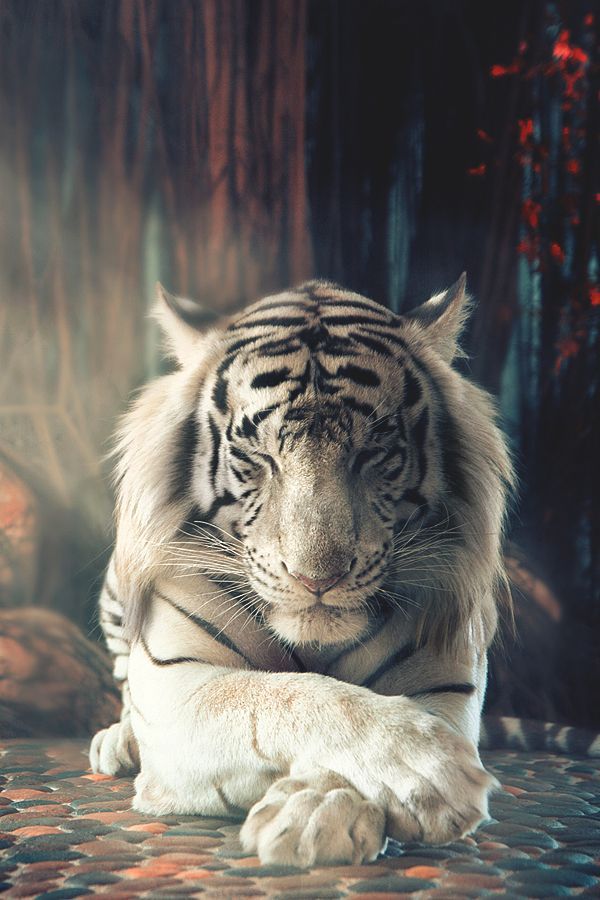 e2e91aa72e6e891b3b2f99ba3ed81a49-white-tigers-white-tiger-art