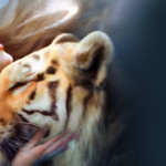 girl-with-pet-tiger-22864-1920x1080