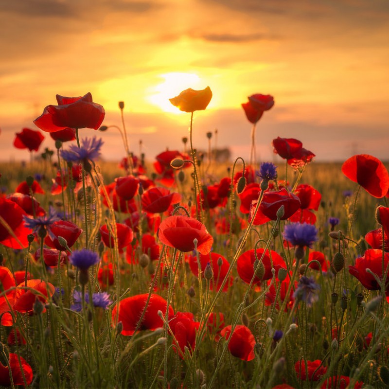 poppys_sunset_by_stg123-da8tbie