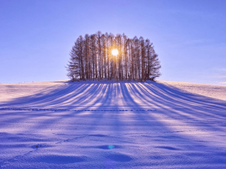 winter-sunrise-behind-the-trees-nature-hd-wallpaper-1920x1200-9534edit