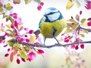 spring-bird-2295434_1280