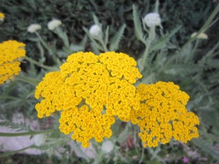 IMG_0059