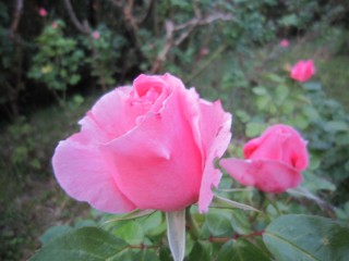 IMG_0063