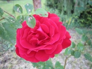 IMG_0069