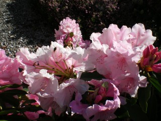 amandier en fleurs le 24 02 2012 045