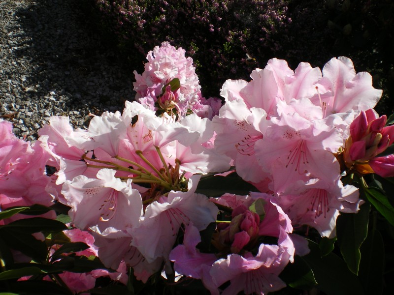 amandier-en-fleurs-le-24-02-2012-045