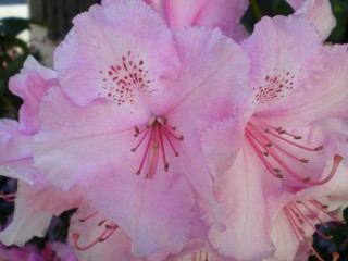 amandier en fleurs le 24 02 2012 047