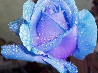 559583_328344153888976_323600794363312_895383_1713003799_n