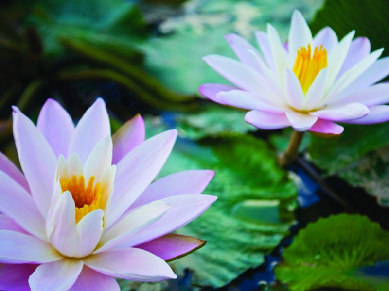 meditation-flowers